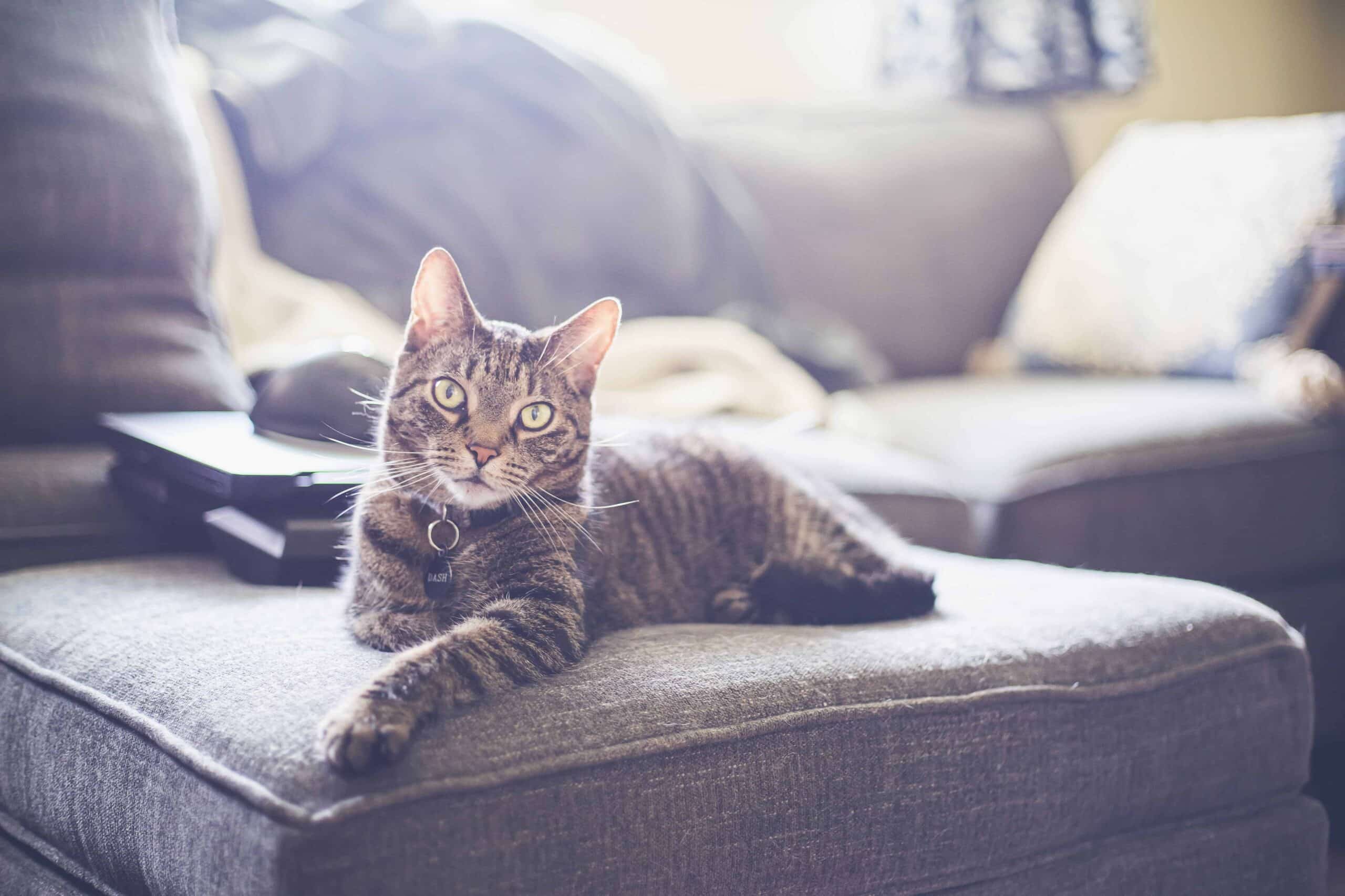 Tabby cat on couch